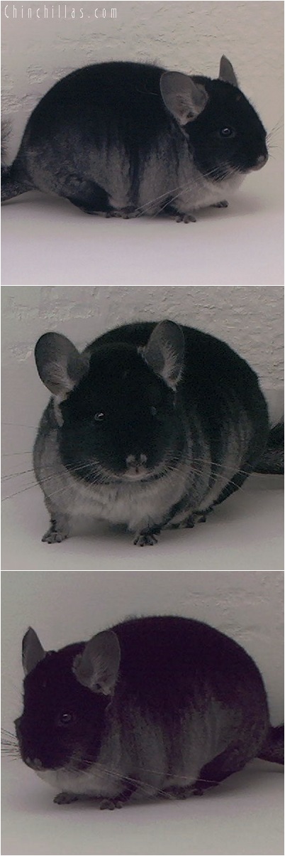 5072 Show Quality Black Velvet Female Chinchilla