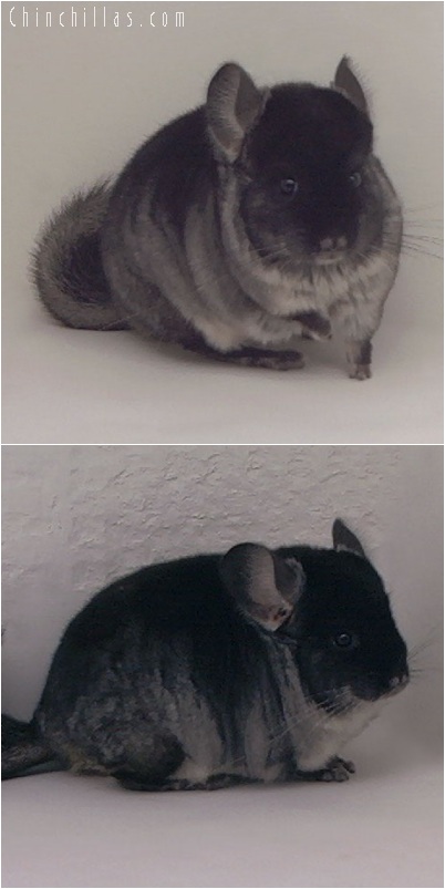 5182 Black Velvet ( Ebony Carrier ) Male Chinchilla