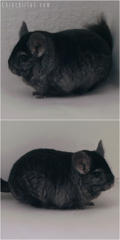 5238 Extra Large Ebony Male Chinchilla