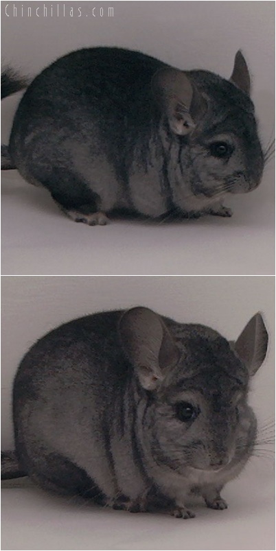 5241 Show Quality Ebony ( Violet Carrier ) Female Chinchilla