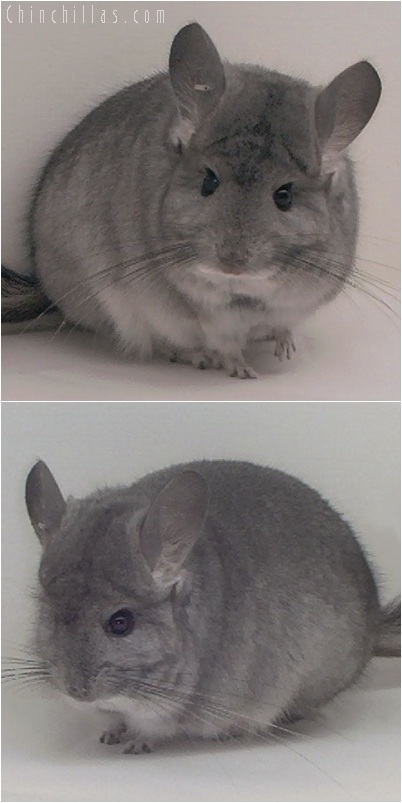 5240 Standard ( Royal Persian Angora Carrier ) Male Chinchilla