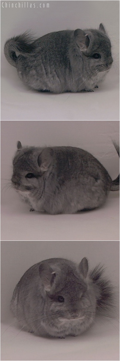 5244 Standard Royal Persian Angora Female Chinchilla