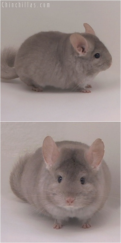 5160 Large Herd Improvement Quality Beige Male Chinchilla