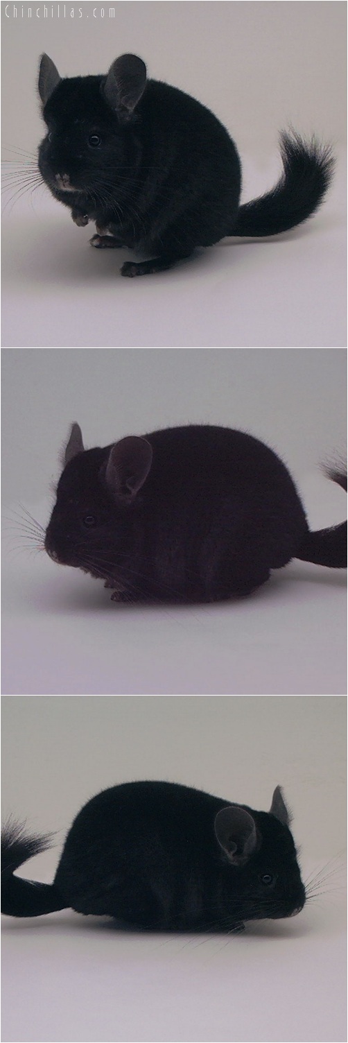 5245 Extra Dark Ebony Female Chinchilla