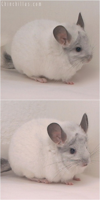 5250 Large Show Quality White Mosaic Male Chinchilla