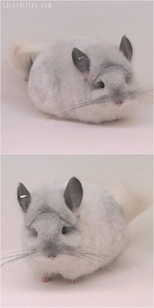 5064 Exceptional White Mosaic Royal Persian Angora Female Chinchilla