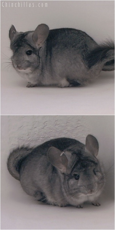 5236 Standard ( Royal Persian Angora Carrier ) Male Chinchilla