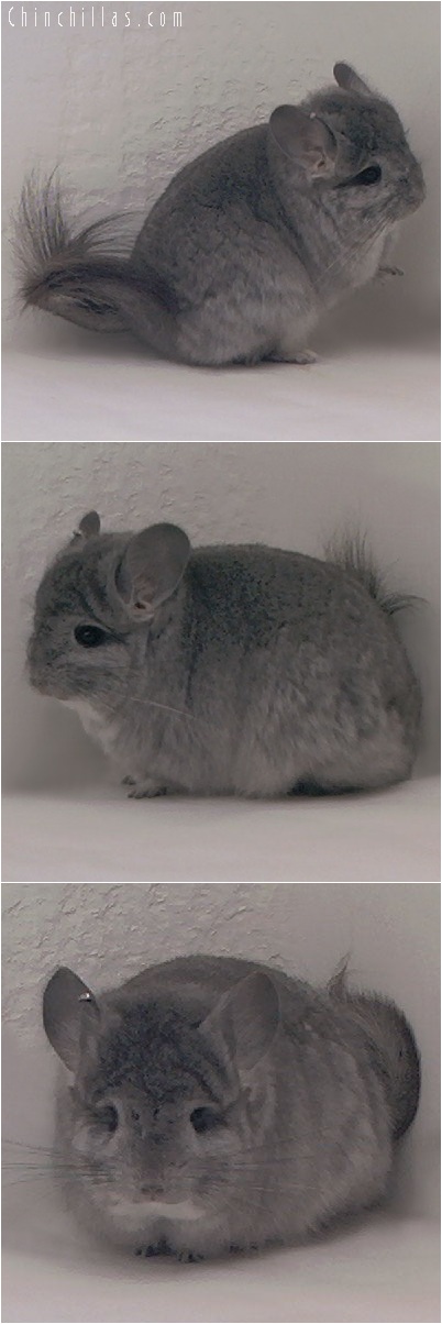 5255 Standard Royal Persian Angora Female Chinchilla