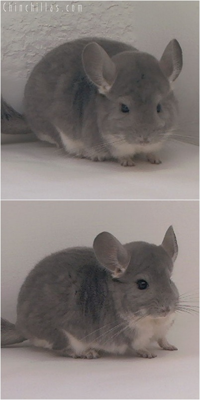 5254 Violet Male Chinchilla