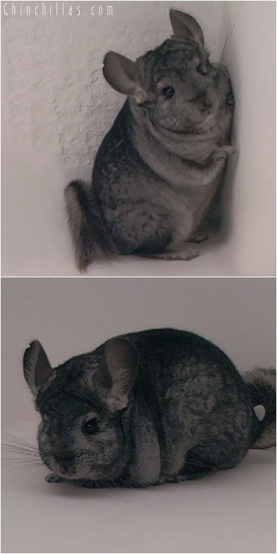 5248 Ebony ( Violet Carrier ) Female Chinchilla