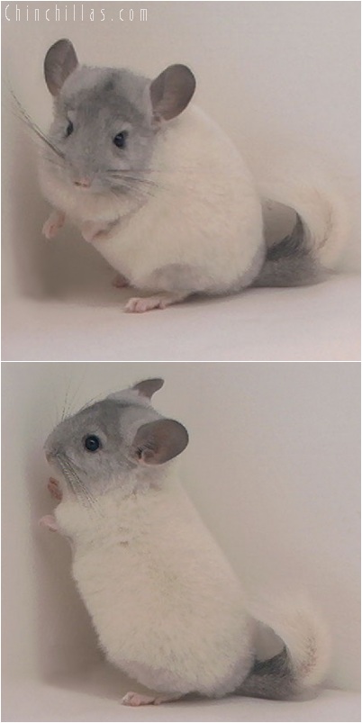 5253 White Mosaic Female Chinchilla