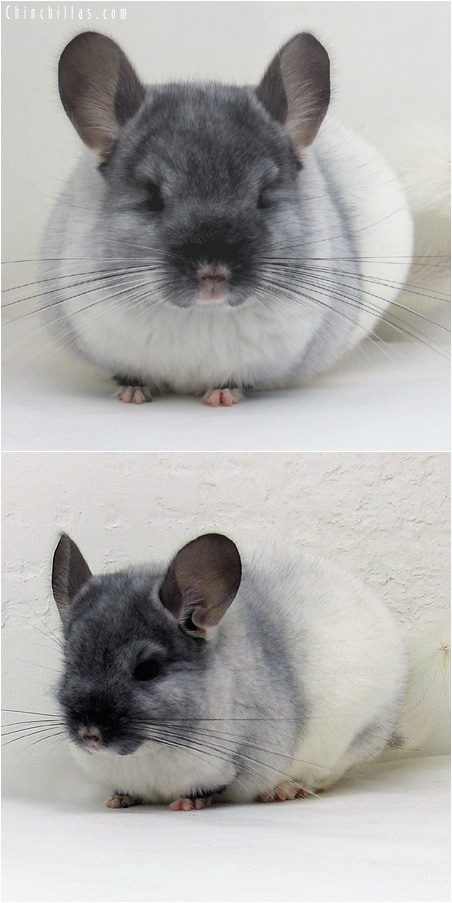 6001 Show Quality TOV White Female Chinchilla