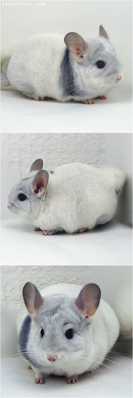 6002 Show Quality Sapphire and White Mosaic Female Chinchilla