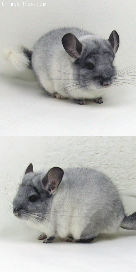 White online violet chinchilla
