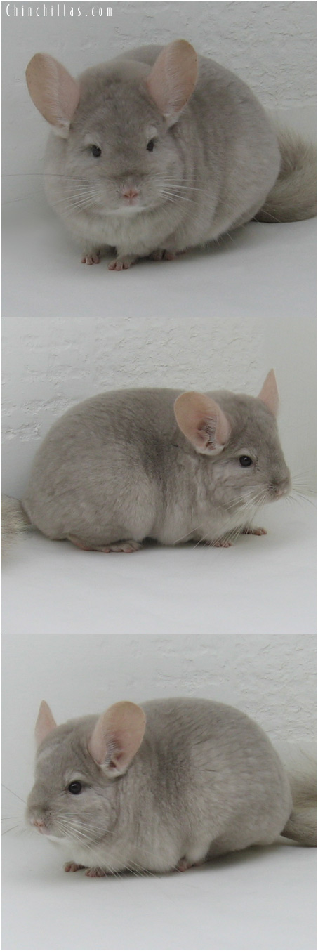 6007 Large Light Tan ( Violet Carrier ) Female Chinchilla