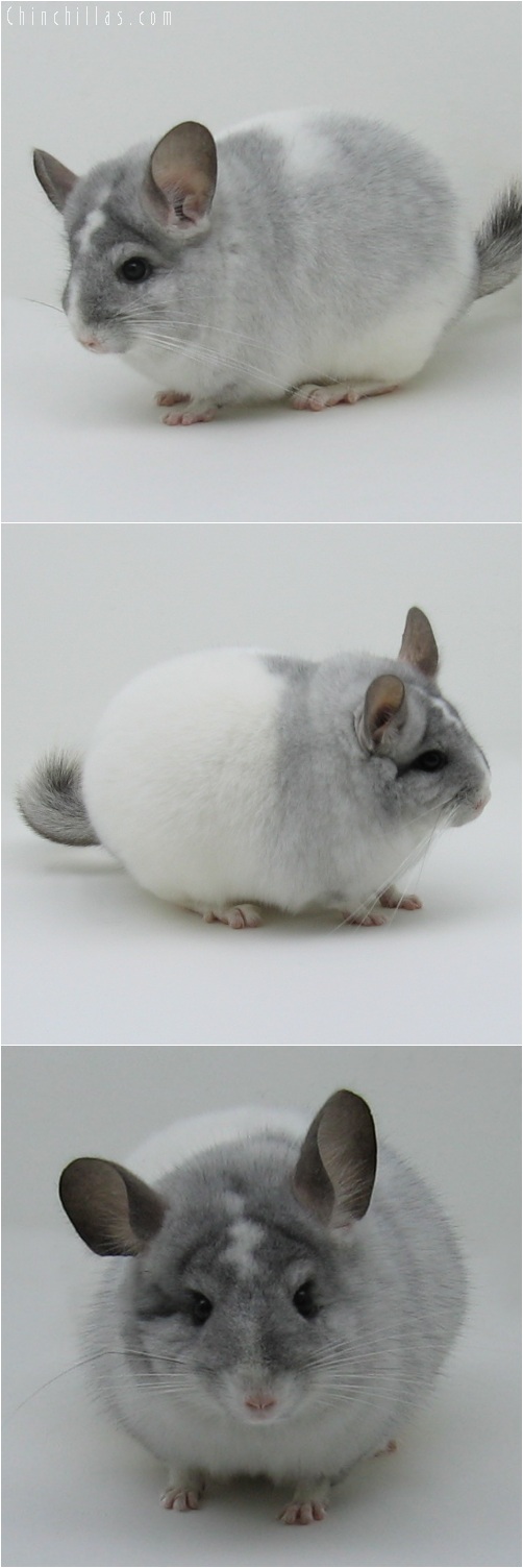 6006 Unique Show Quality White Mosaic Female Chinchilla