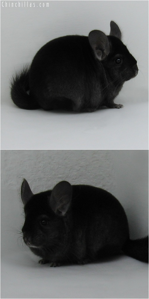 6008 Premium Production Quality Ebony Female Chinchilla