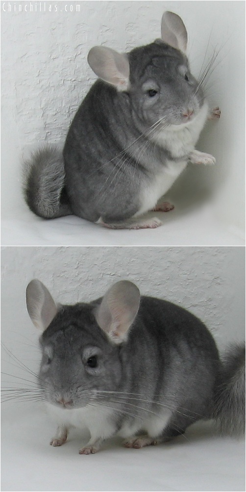 6004 Show Quality Sapphire Male Chinchilla