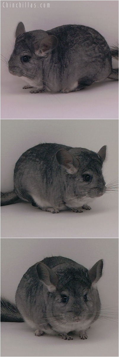 5174 Large Standard ( Violet Carrier ) Female Chinchilla