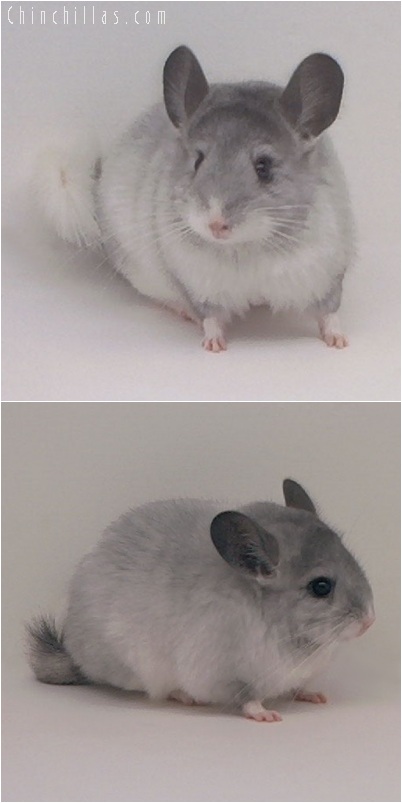 5202 Show Quality White Mosaic ( Sapphire & Ebony Carrier ) Female Chinchilla