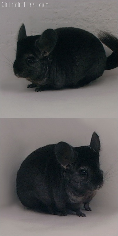 5188 Show Quality Ebony Female Chinchilla