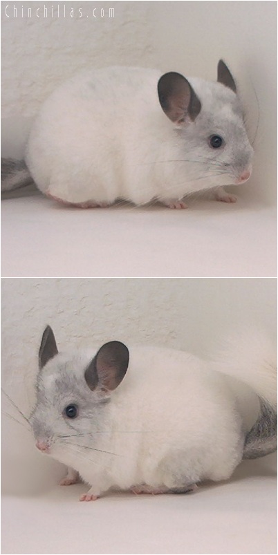 5166 Show Quality White Mosaic Male Chinchilla