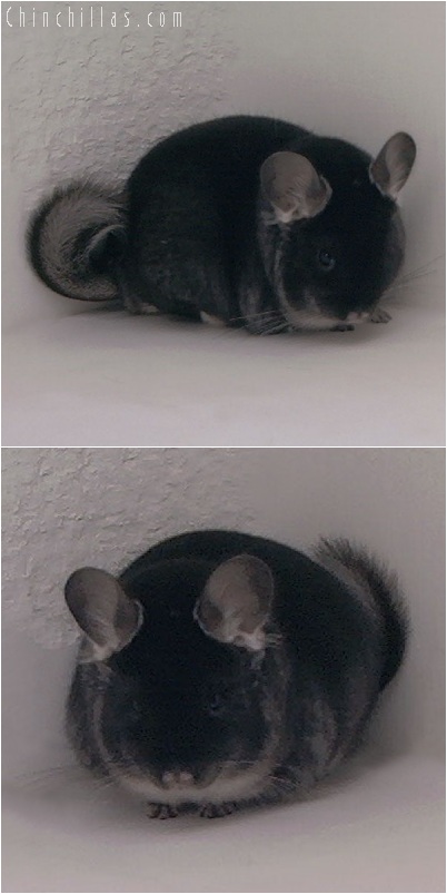 5204 Top Show Quality Black Velvet Male Chinchilla