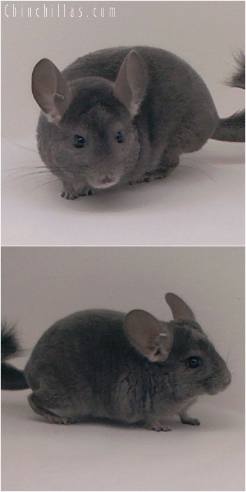 5107 Violet ( Ebony Carrier ) Male Chinchilla