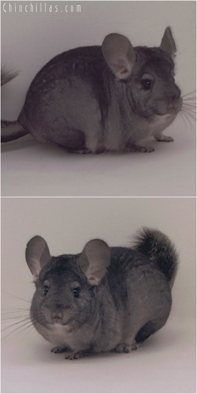 5224 Show Quality Standard ( Ebony & Violet Carrier ) Female Chinchilla