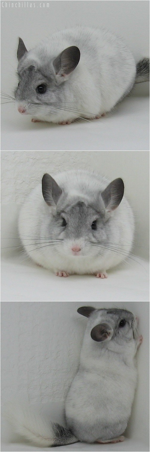 6019 Large Show Quality White Mosaic Male Chinchilla