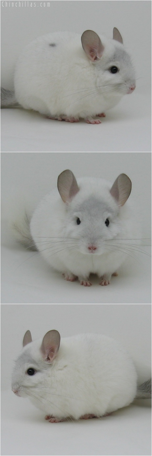 6017 Top Show Quality Sapphire & White Mosaic Male Chinchilla