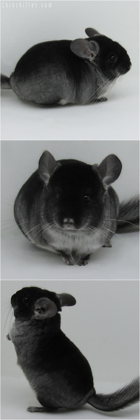 6020 Black Velvet ( Sapphire Carrier ) Female Chinchilla