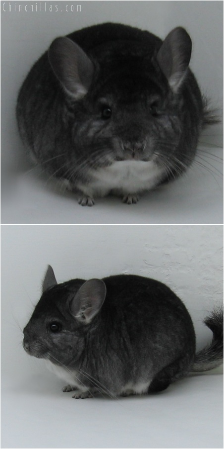 6009 Show Quality Standard Female Chinchilla