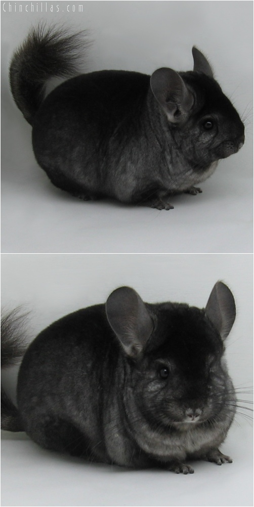 6023 Show Quality Ebony Female Chinchilla