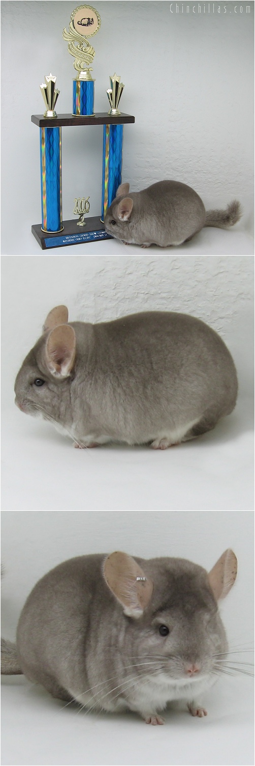 6024 Grand Show Champion Beige Female Chinchilla