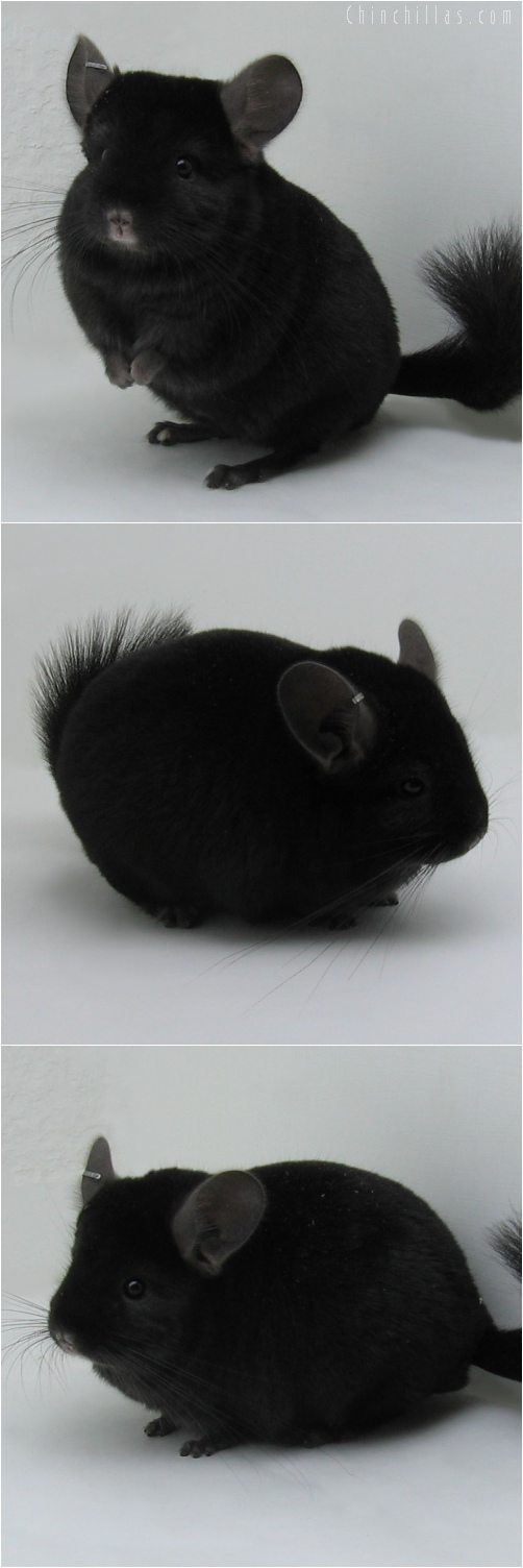 6026 Top Show Quality Ebony Male Chinchilla