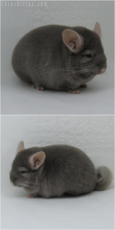 6025 Top Show Quality Dark Tan Male Chinchilla