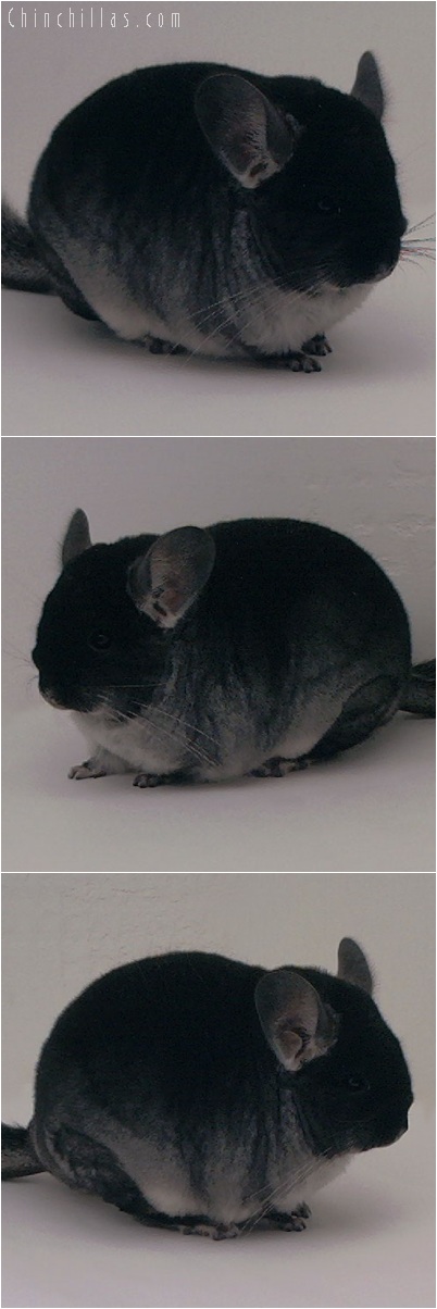 5239 Show Quality Black Velvet Female Chinchilla