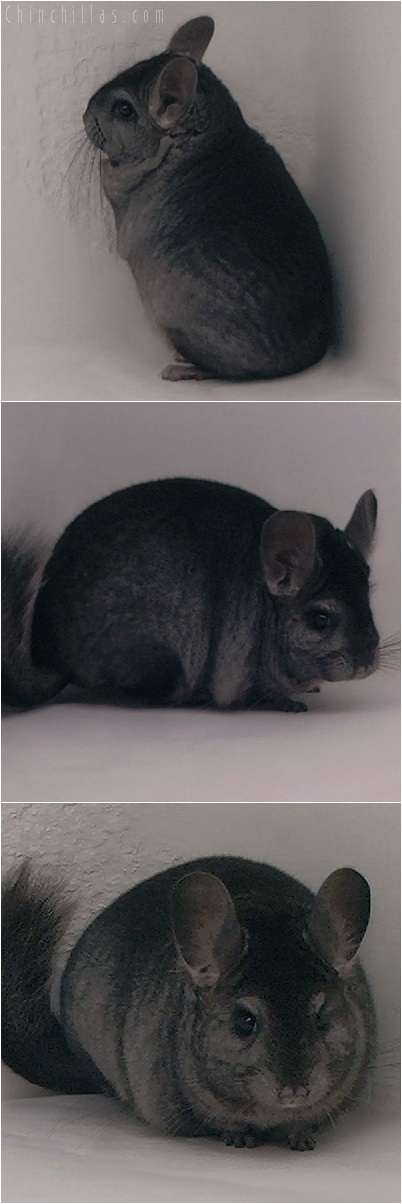 5242 Premium Production Quality Ebony Female Chinchilla