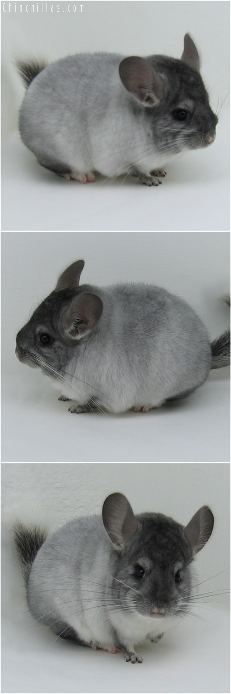 6029 Premium Production Quality TOV White Female Chinchilla