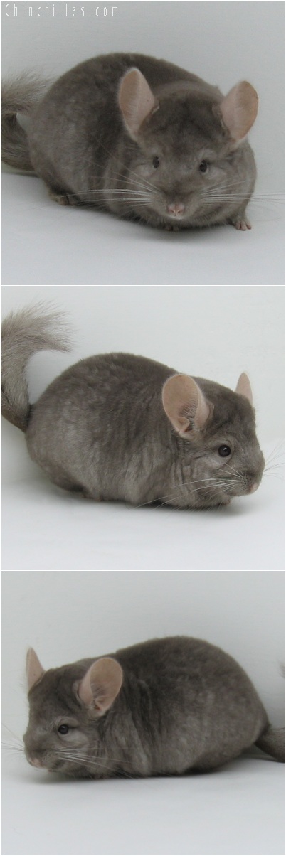 6022 Show Quality Tan Female Chinchilla