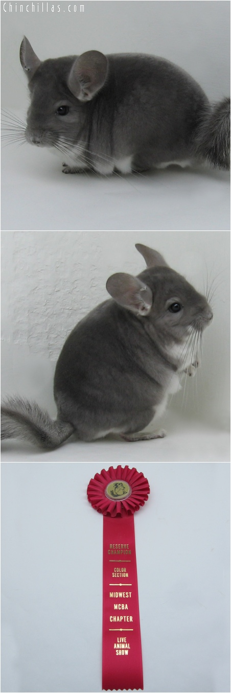 6035 Reserve Color Champion Violet Male Chinchilla