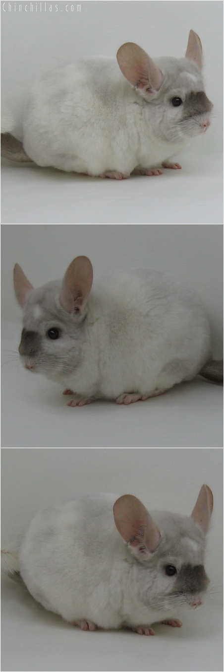 6034 Unique Beige & White Mosaic Male Chinchilla