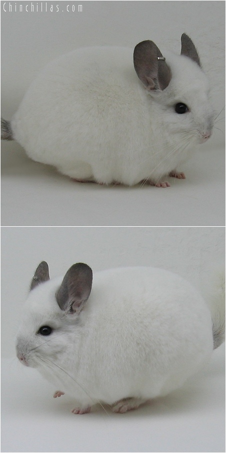 6033 Large White ( Royal Persian Angora Carrier ) Male Chinchilla