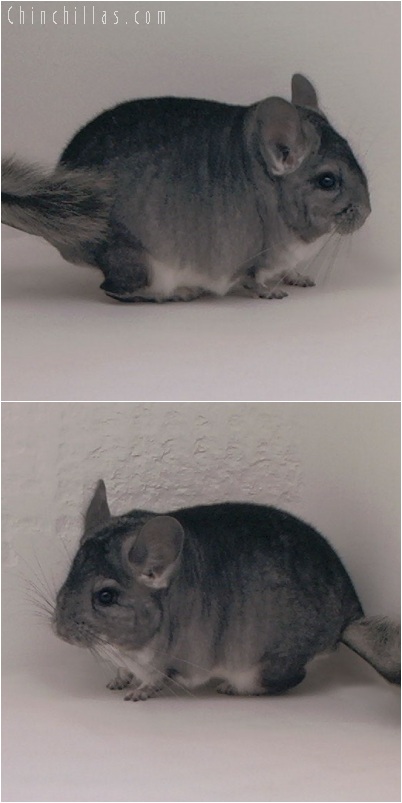 5225 Large Top Show Quality Standard ( Violet Carrier ) Male Chinchilla
