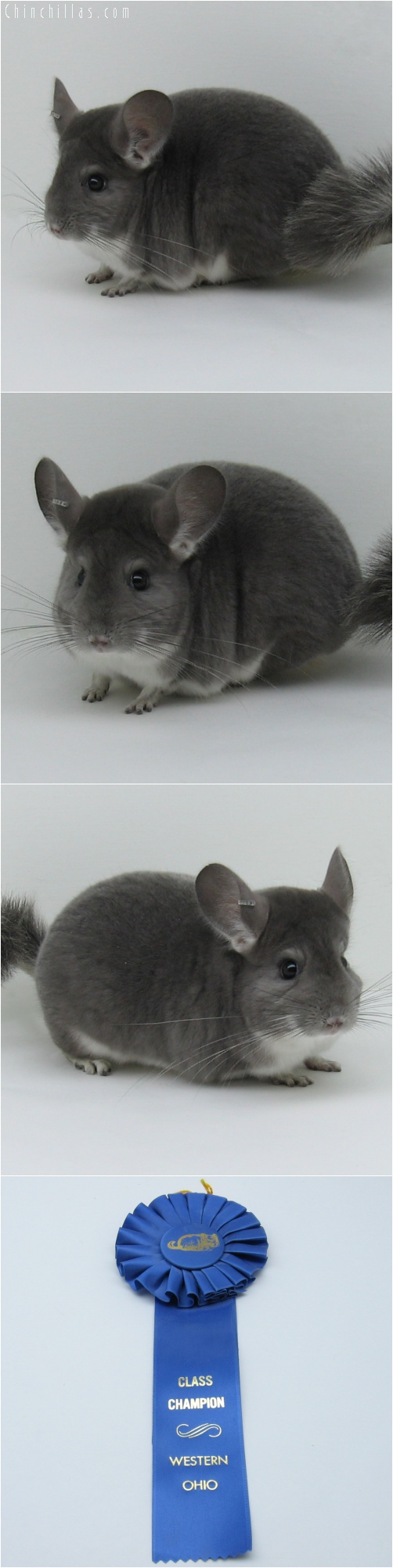 6021 ECBC Class Champion Violet Female Chinchilla