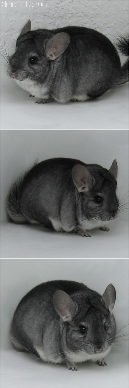6028 Show Quality Standard ( Violet Carrier ) Male Chinchilla