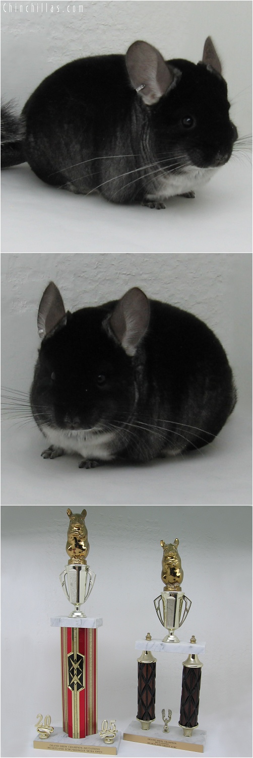 6042 Black Velvet Male Chinchilla - Twice Grand Show Champion