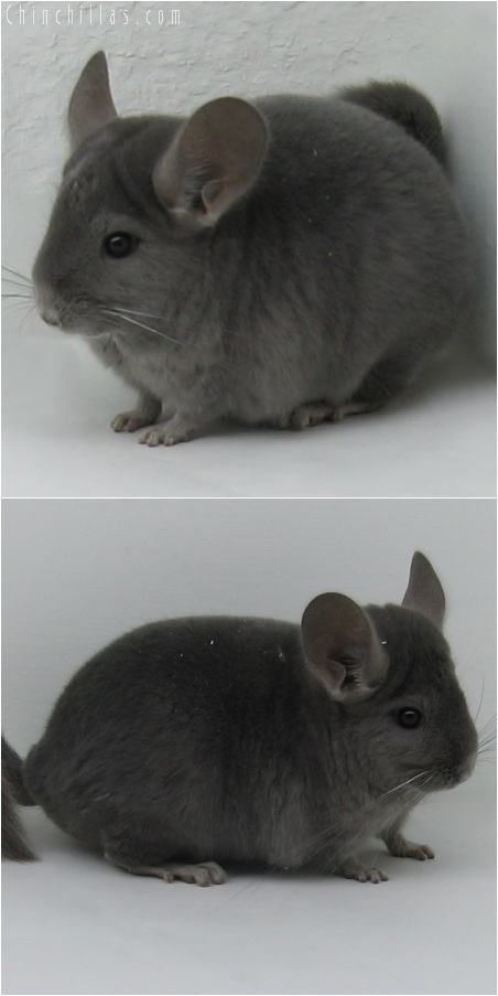 6043 Show Quality Wrap - Around Violet Female Chinchilla