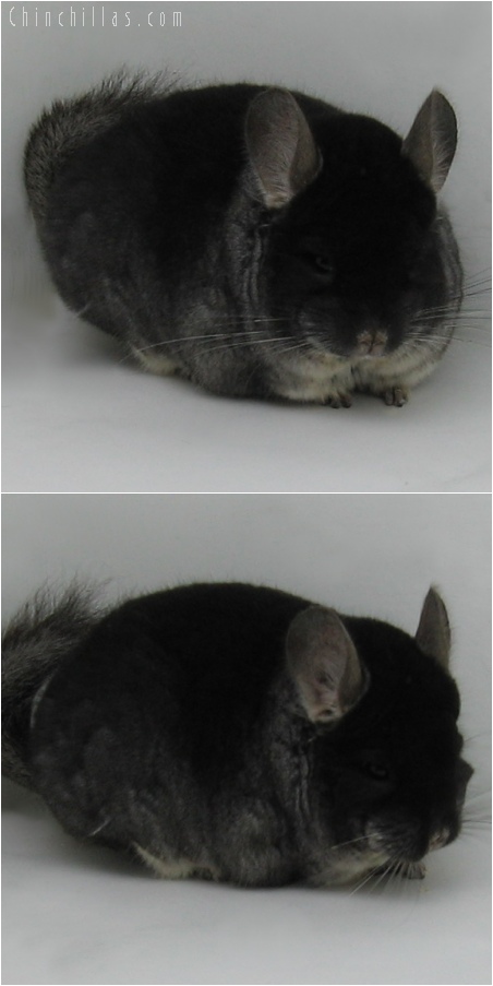 6041 Large Black Velvet Male Chinchilla